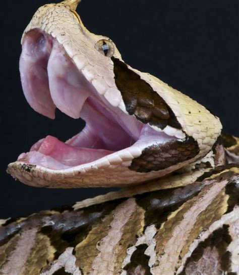 Gaboon Viper Fangs: Why They're the Biggest Snake Fangs in the World - A-Z Animals