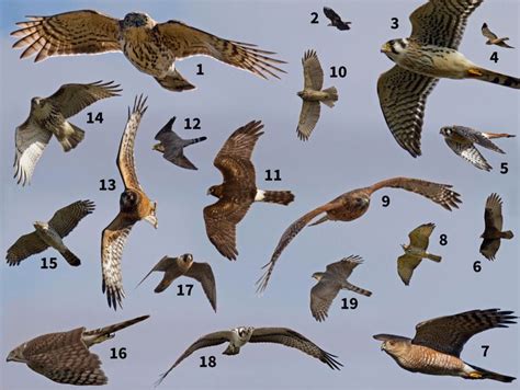 In-flight raptor identification. Go here for answers: https://www.audubon.org/news/identify ...