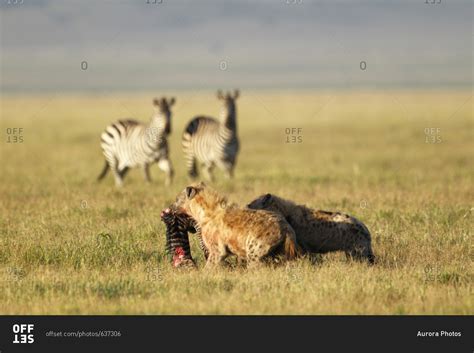 Hyenas eating zebra foal with adult zebras in background, Ngorongoro Crater, Tanzania stock ...