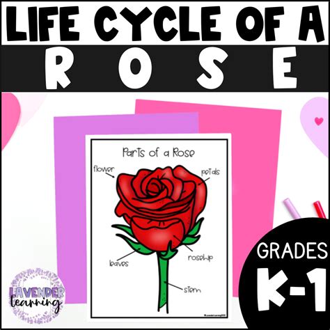 Life Cycle of a Rose Activities, Worksheets, Booklet, Posters - Rose Life Cycle | Made By Teachers