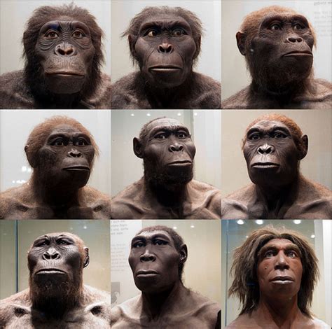 Tumblr | Hominid, Human evolution, Human species