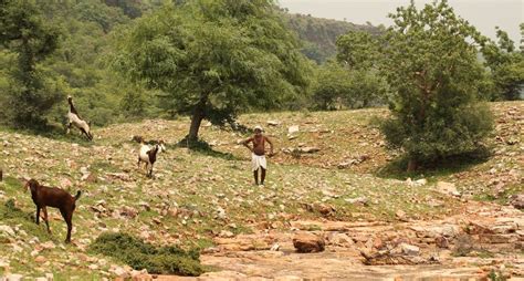 Rajasthan village teams up to revive dhok trees, vultures