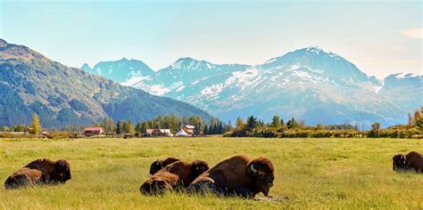 Alaska Wildlife Conservation Center, Anchorage - Book Tickets & Tours | GetYourGuide