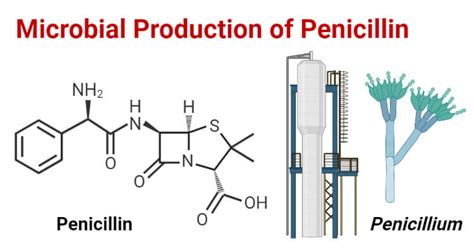 Microbial Production of Penicillin- Definition, Biosynthesis, Process, Uses