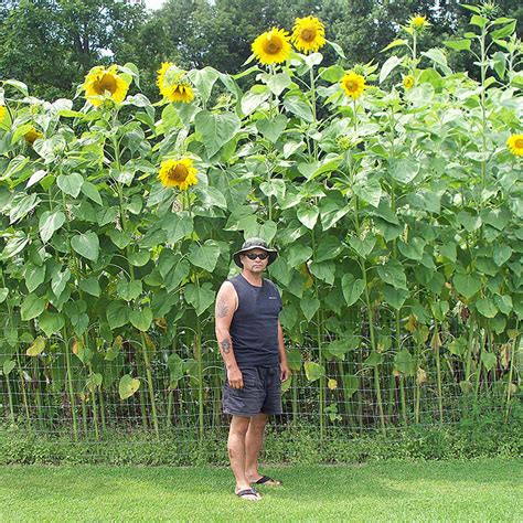 How To Plant Mammoth Sunflower Seeds? Find Out Here!