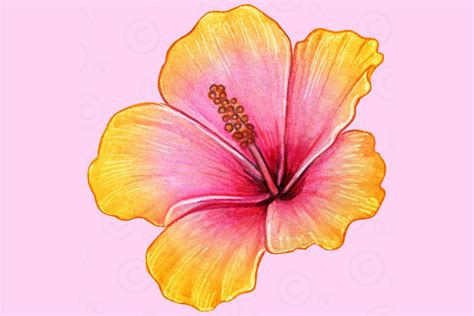 Pink Hibiscus Flower Drawing