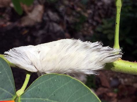 White flannel moth caterpillar, quite large and furry