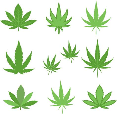 Best Pot Leaf Illustrations, Royalty-Free Vector Graphics & Clip Art - iStock