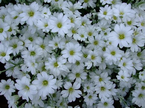 Cerastium tomentosum | www.youtube.com/user/yewmchan/videos | yewchan | Flickr