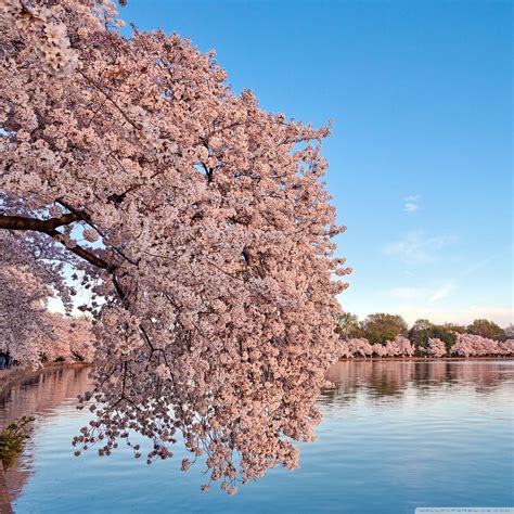 Washington DC Cherry Blossom Wallpapers - Top Free Washington DC Cherry ...