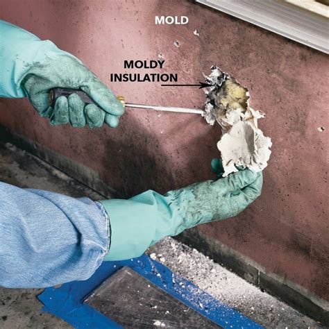 Mold Remediation: How to Remove Mold | Drywall, House removals, How to remove