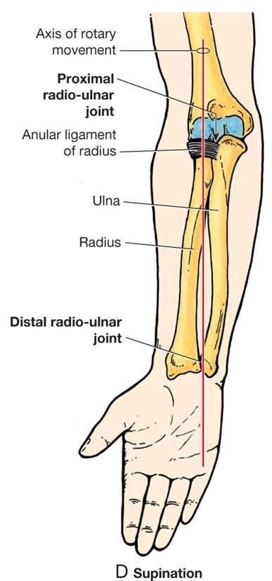 Flashcards - ANATOMY LECTURE 6 - ELBOW JOINT/FOREARM - WHAT TYPE OF ...