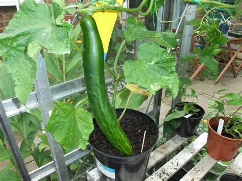 Cucumber Growing In Pots