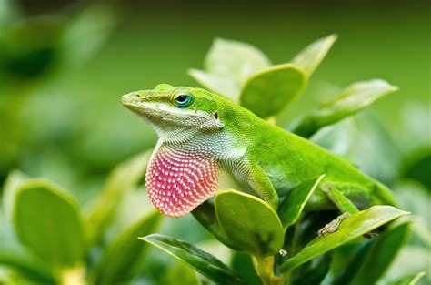 Green Anole Care Sheet | ReptiFiles