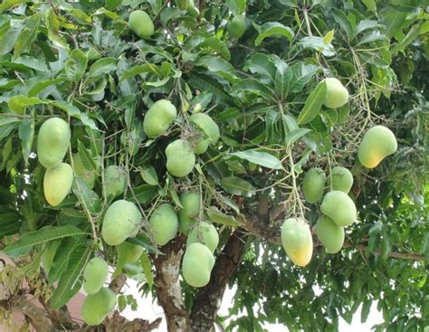 Dwarf Mango Trees: Not so Difficult to Grow - Mango.org