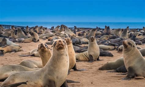 Skeleton Coast National Park (Official GANP Park Page)