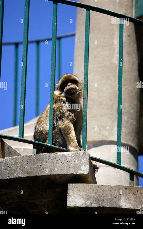 Barbary Ape, Gibraltar Stock Photo - Alamy