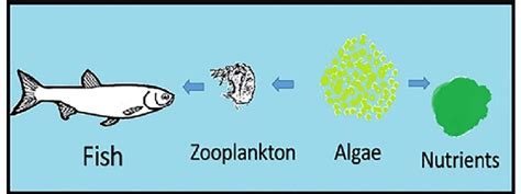 Zooplankton Food Chain