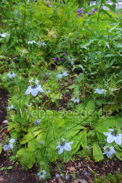 Nigella sativa, Fennel flower - Seeds - plants - dried herbs