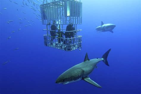 Largest Great White Shark Ever Recorded - American Oceans