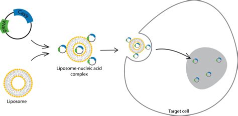 microinjection method of gene transfer – TheGyanShakti