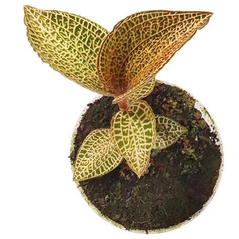 Jewel Orchid Macodes petola Topaz 6.5/15