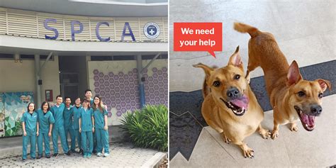 SPCA Seeks $600,000 In Donations To Fund Animal Clinic & Shelter This ...