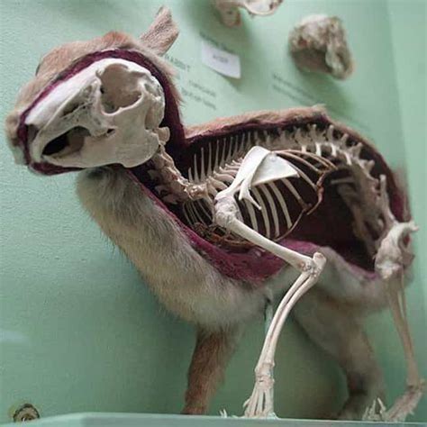 What Skeletons of Cute Animals Look Like