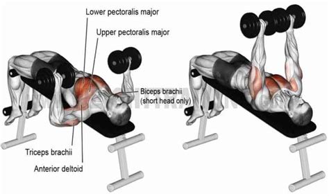 Dumbell Press Nasıl Yapılır? Faydaları Nelerdir