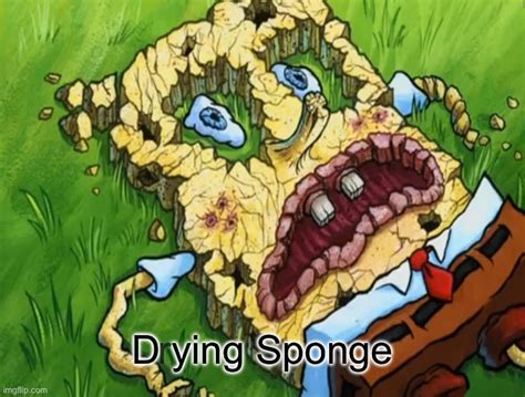 D(r)ying Sponge - Imgflip