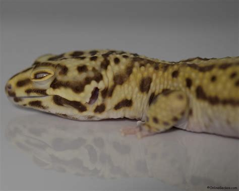 Leopard gecko heating temperature requirement. Under tank heating pad. How to install UTH ...