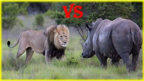 Animal Fight to Death - Lion vs Rhino Real Fight in Jungle - Struggle to Survive - YouTube