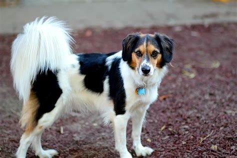 Border Beagle (Border Collie X Beagle Mix) Info, Temperament, Puppies, Pictures