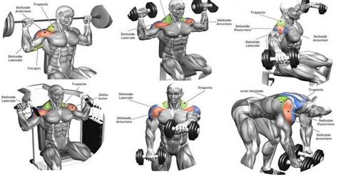 The Complete Guide To Delts Training – Exercises Sets & Reps | Project NEXT