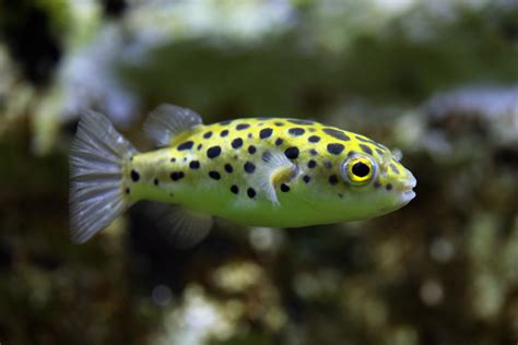 tetraodon nigroviridis green spotted puffer