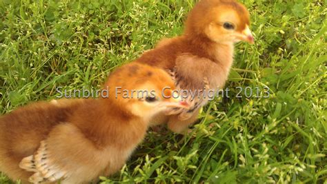 Copyright RIR chicks - Sunbird Farms