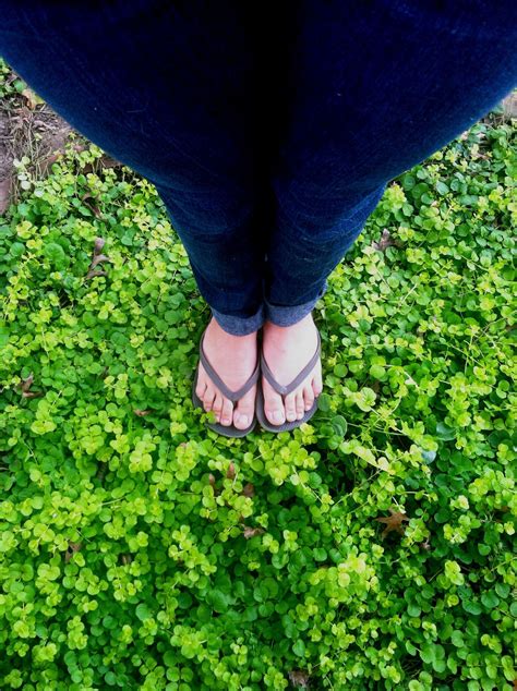 Creeping Jenny ground cover. | Ground cover, Creeping jenny, Lawn designs