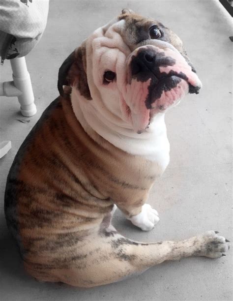 Bruno brindle English Bulldog so cute! | Brindle english bulldog, Cute ...