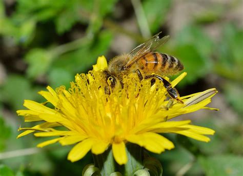 Free photo: Nature, Apis, Mellifera, Pollen - Free Image on Pixabay - 705407