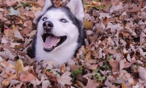 10 Translated Barks: Know What Your Husky Is Saying - SonderLives