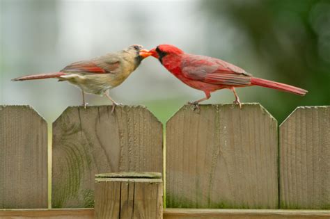 The Ohio Nature Blog: A Male Northern Cardinal feeding a Female