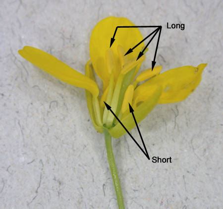 Brassicaceae | Biology 343 – Plants and People