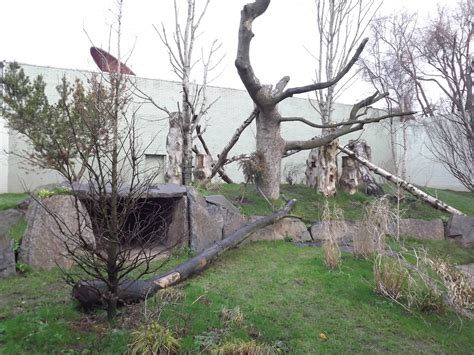 Giant panda outdoor enclosure at Edinburgh Zoo 28/12/11 - ZooChat