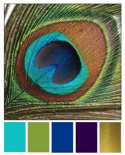 Peacock/ color chart | Peacock color scheme, Peacock colors, Color schemes