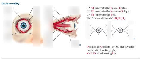 ocular motility Diagram | Quizlet