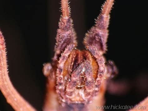 Spider mouth parts | Hickatee Cottages, Punta Gorda, Toledo,… | Flickr - Photo Sharing!