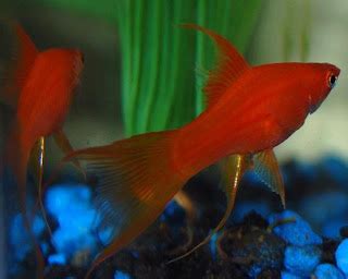 IEWAXU: Swordtail