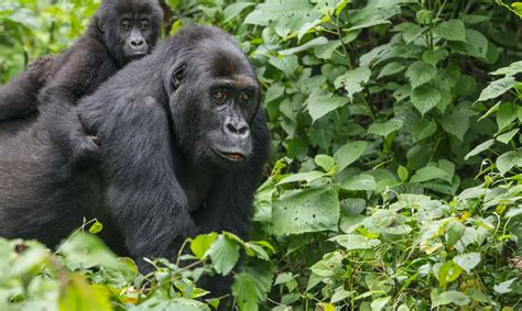 Eastern Gorilla - Endangered Species - Endangered Wonders