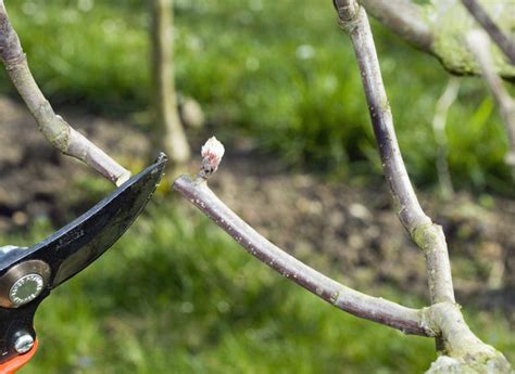 Comment tailler le pommier : les étapes à suivre