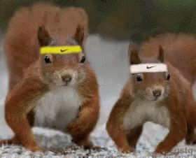 Squirrel Workout GIF - Squirrel Workout Pushups - Discover & Share GIFs